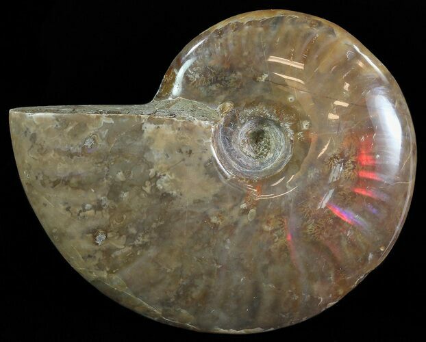 Flashy Red Iridescent Ammonite - Wide #66644